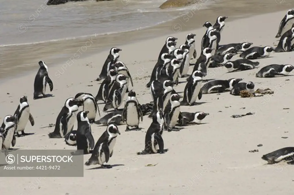 Jackass Penguin (Spheniscus demersus) aduls, colony on sandy beach, Boulders Beach, Simon's Town, Western Cape, South Africa