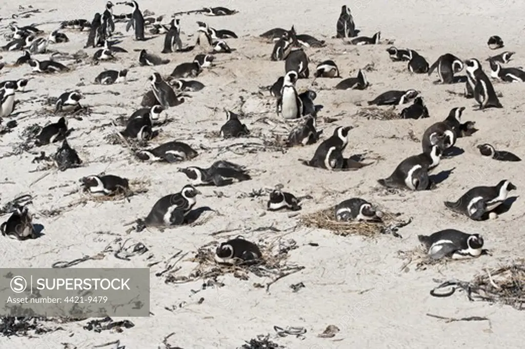 Jackass Penguin (Spheniscus demersus) adults, nesting colony on beach, Boulders Beach, Simon's Town, Cape Peninsula, Western Cape, South Africa