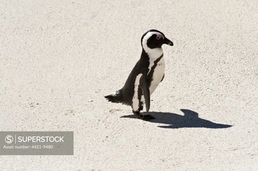 Jackass Penguin (Spheniscus demersus) adult, standing on beach with shadow, Boulders Beach, Simon's Town, Cape Peninsula, Western Cape, South Africa