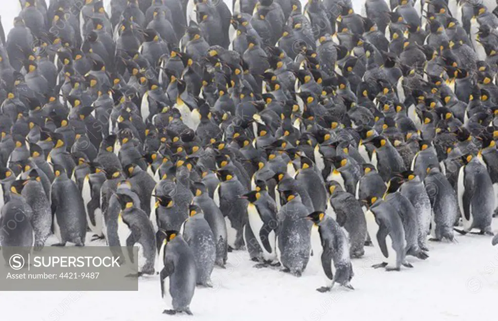 King Penguin (Aptenodytes patagonicus) colony, huddled together during snowstorm, Right Whale Bay, South Georgia, november