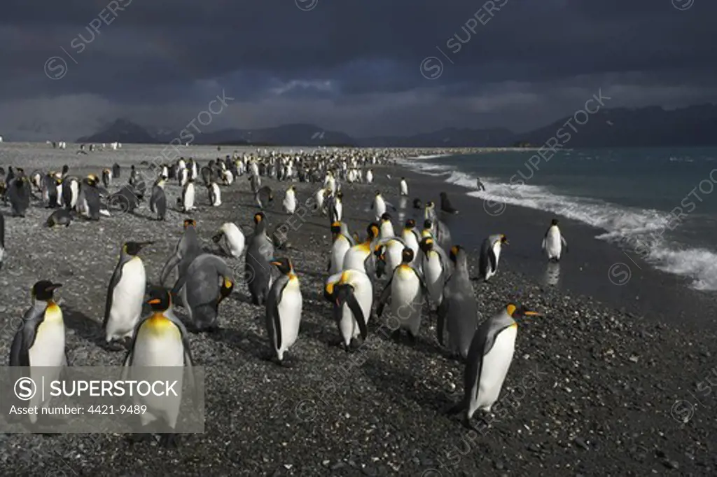 King Penguin (Aptenodytes patagonicus) adults, flock gathering on shoreline under stormclouds, Salisbury Plain, South Georgia