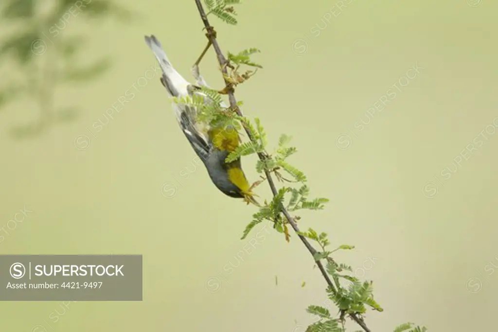 Northern Parula (Parula americana) adult male, feeding, clinging upside-down on twig, South Padre Island, Texas, U.S.A., april