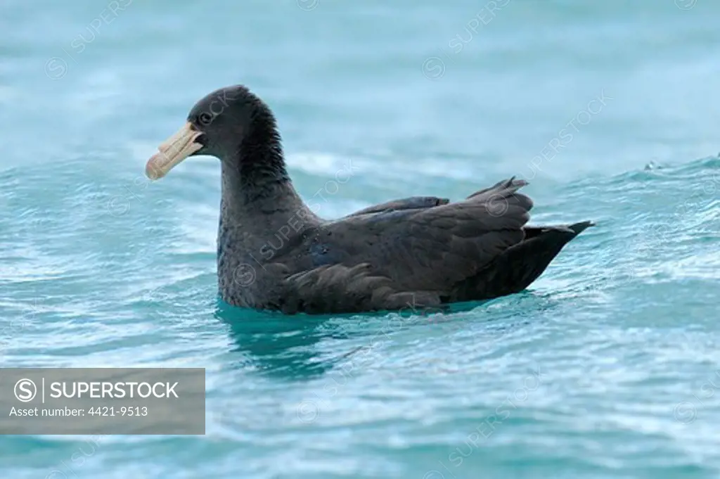 Southern Giant-petrel (Macronectes giganteus) adult, swimming at sea, South Pacific Ocean, Kaikoura, South Island, New Zealand, july