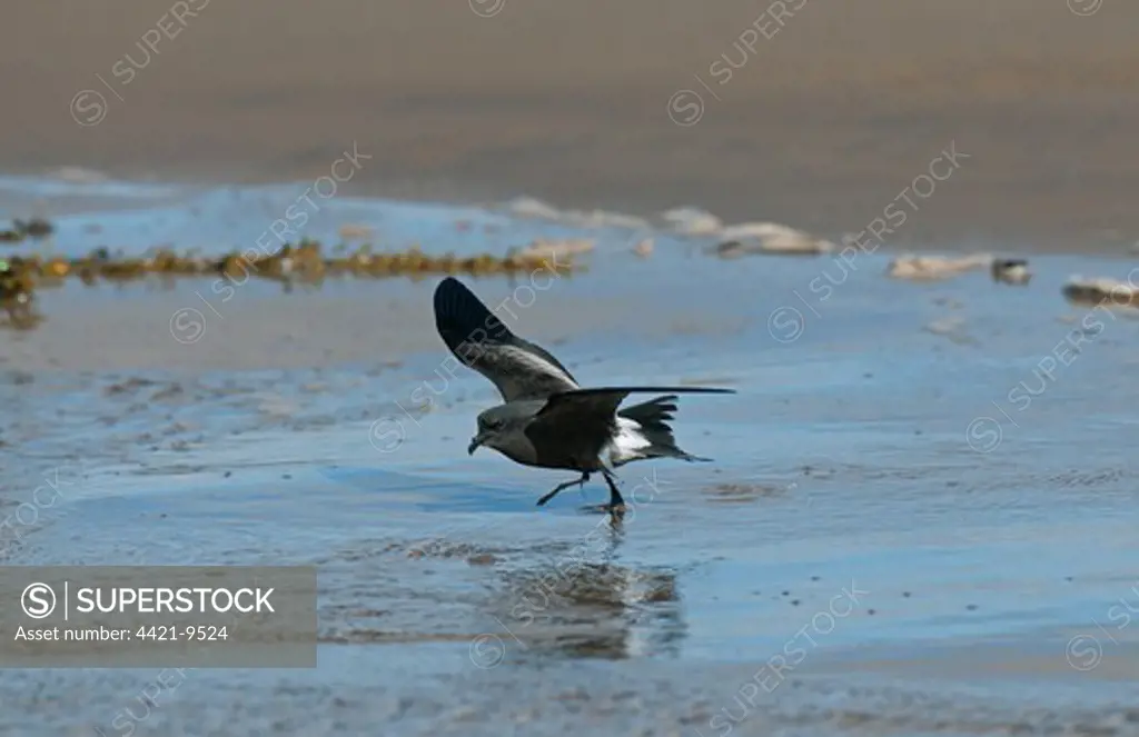 Leach's Petrel (Oceanodroma leucorhoa) adult, taking off from beach, Wirral Peninsula, Merseyside, England, september