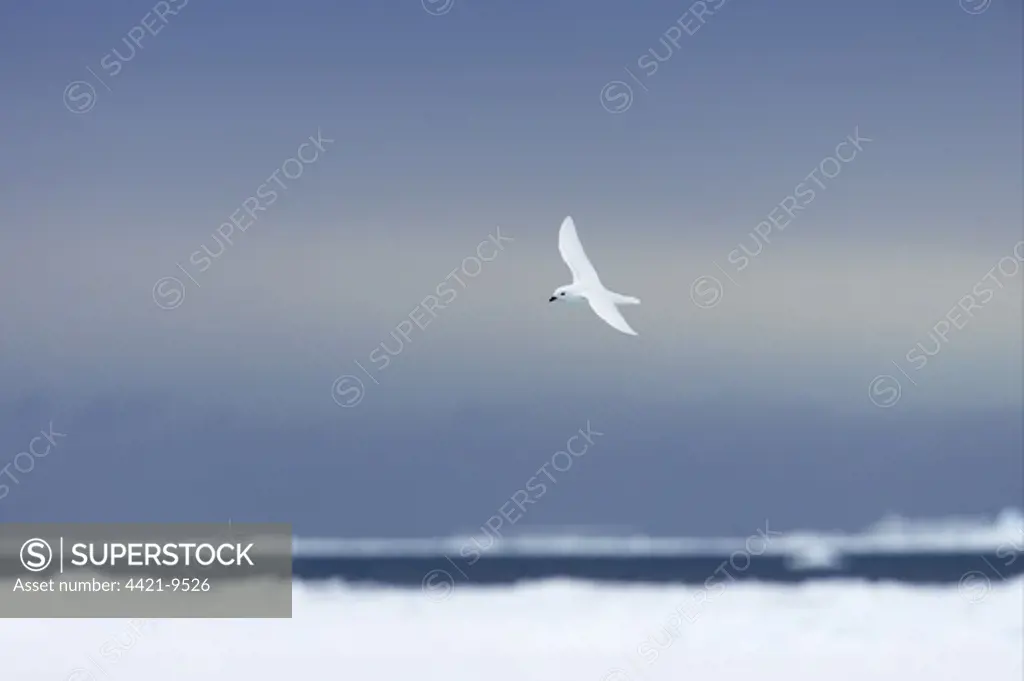 Snow Petrel (Pagodroma nivea) adult, in flight over pack ice, Antarctic Peninsula, Antarctica