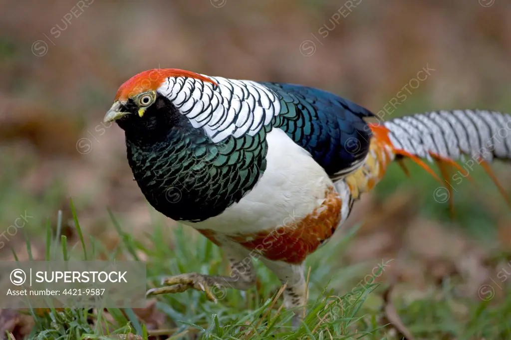 Lady Amherst's Pheasant (Chrysolophus amherstiae) introduced species, adult male, Norfolk, England, january
