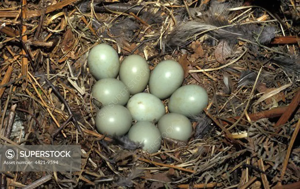 Pheasant Ring-necked  (Phasianus colchicus) Eggs