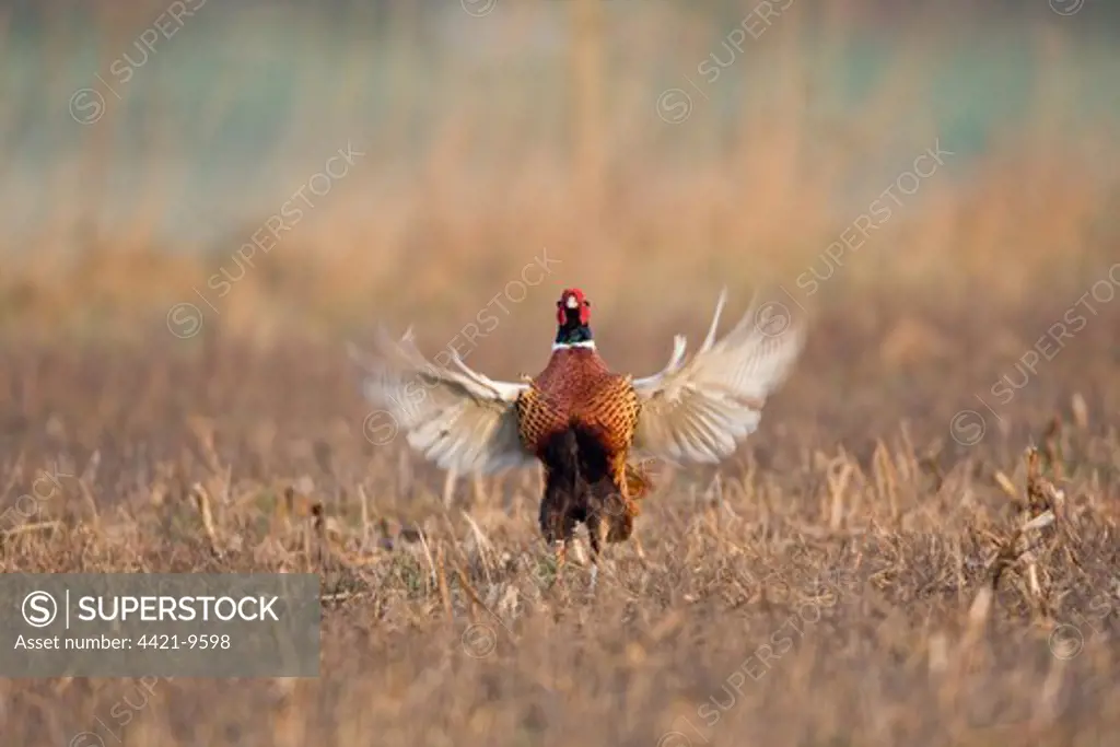 Common Pheasant (Phasianus colchicus) adult male, flapping wings, standing in stubble field, England