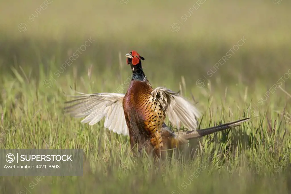 Common Pheasant (Phasianus colchicus) adult male, pale variant, displaying in fallow field, Oxfordshire, England