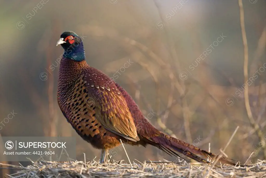 Common Pheasant (Phasianus colchicus) adult male, standing on straw bale, Oxfordshire, England