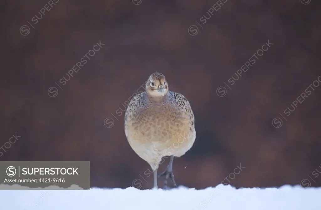 Common Pheasant (Phasianus colchicus) adult female, walking in snow covered field, Powys, Wales, december