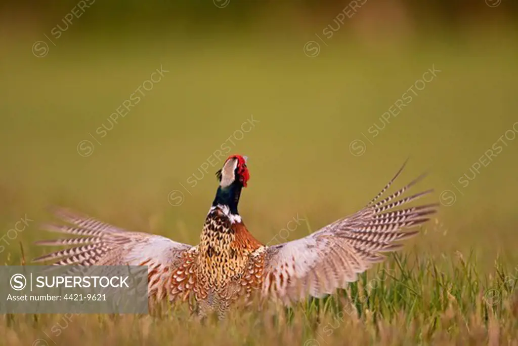 Common Pheasant (Phasianus colchicus) adult male, displaying in meadow, Suffolk, England, may