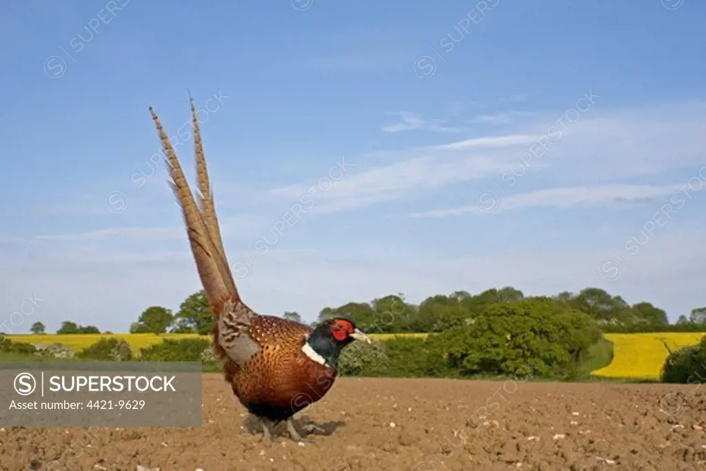 Common Pheasant (Phasianus colchicus) adult male, standing in ploughed field, Suffolk, England, may