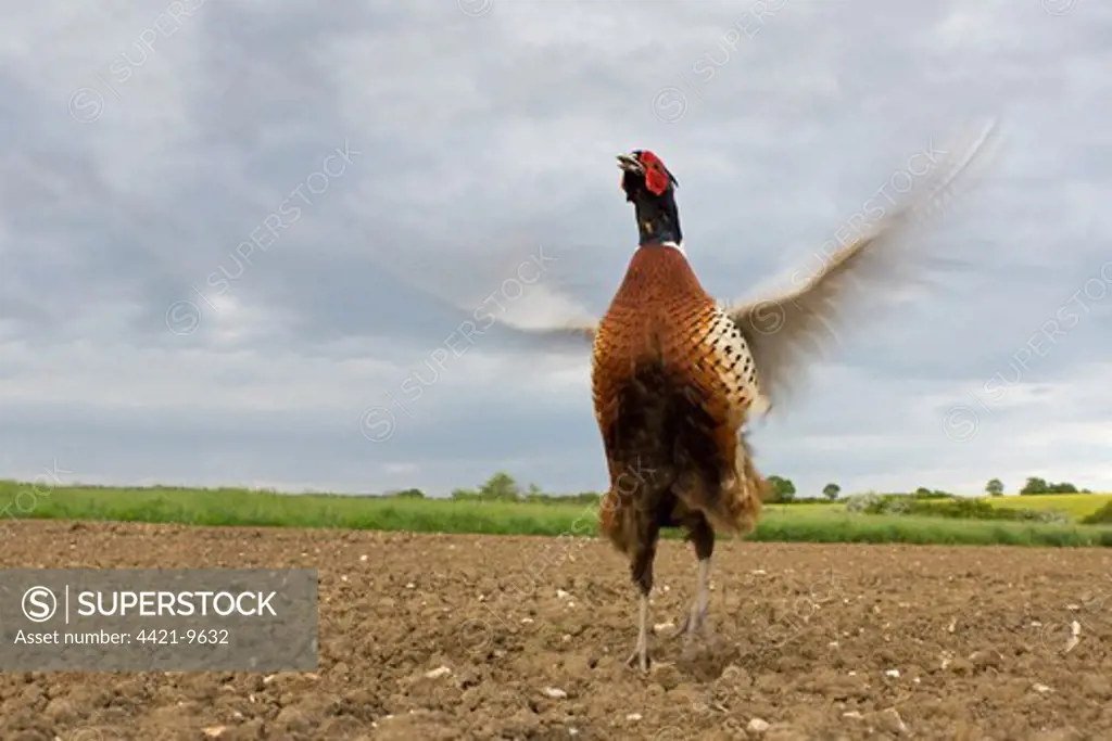 Common Pheasant (Phasianus colchicus) adult male, displaying in ploughed field, Suffolk, England, may