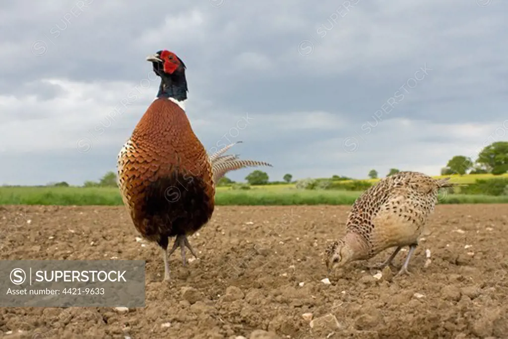 Common Pheasant (Phasianus colchicus) adult pair, standing in ploughed field, Suffolk, England, may