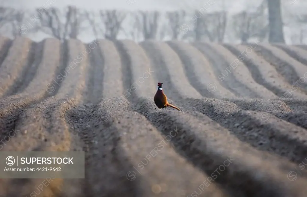 Common Pheasant (Phasianus colchicus) adult male, standing in cultivated arable field, Holt, Norfolk, England, winter