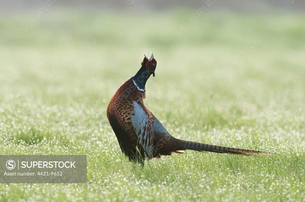 Common Pheasant (Phasianus colchicus) adult male, calling, displaying in dew covered grass, North Kent Marshes, Isle of Sheppey, Kent, England, april
