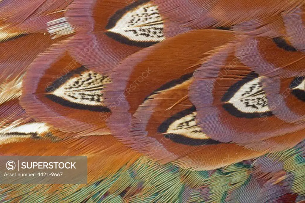 Common Pheasant (Phasianus colchicus) adult male, close-up of feathers, Berwickshire, Scottish Borders, Scotland, march