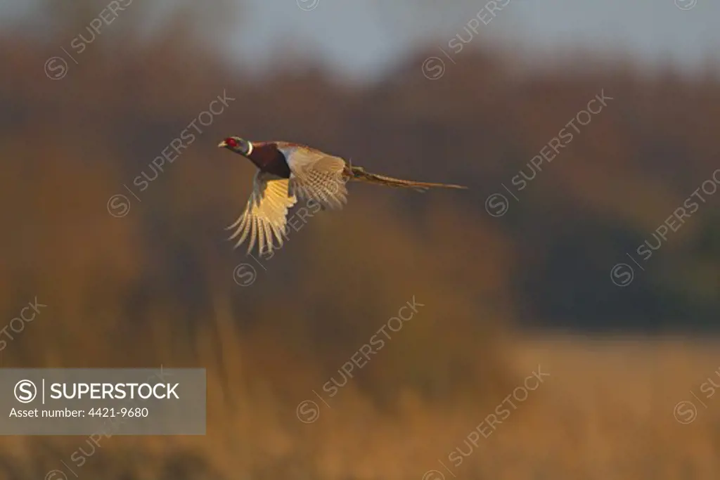 Common Pheasant (Phasianus colchicus) adult male, in flight, Norfolk, England, february