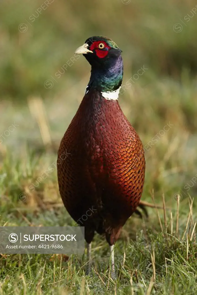 Common Pheasant (Phasianus colchicus) adult male, standing in field, Shropshire, England, december