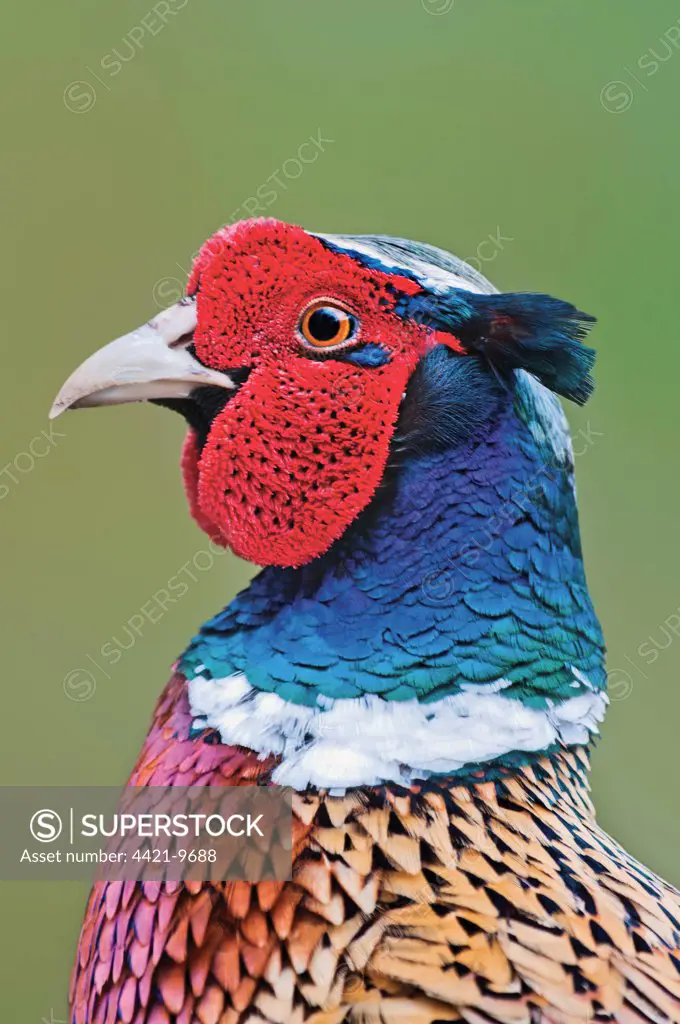 Common Pheasant (Phasianus colchicus) adult male, close-up of head, Norfolk, England, april