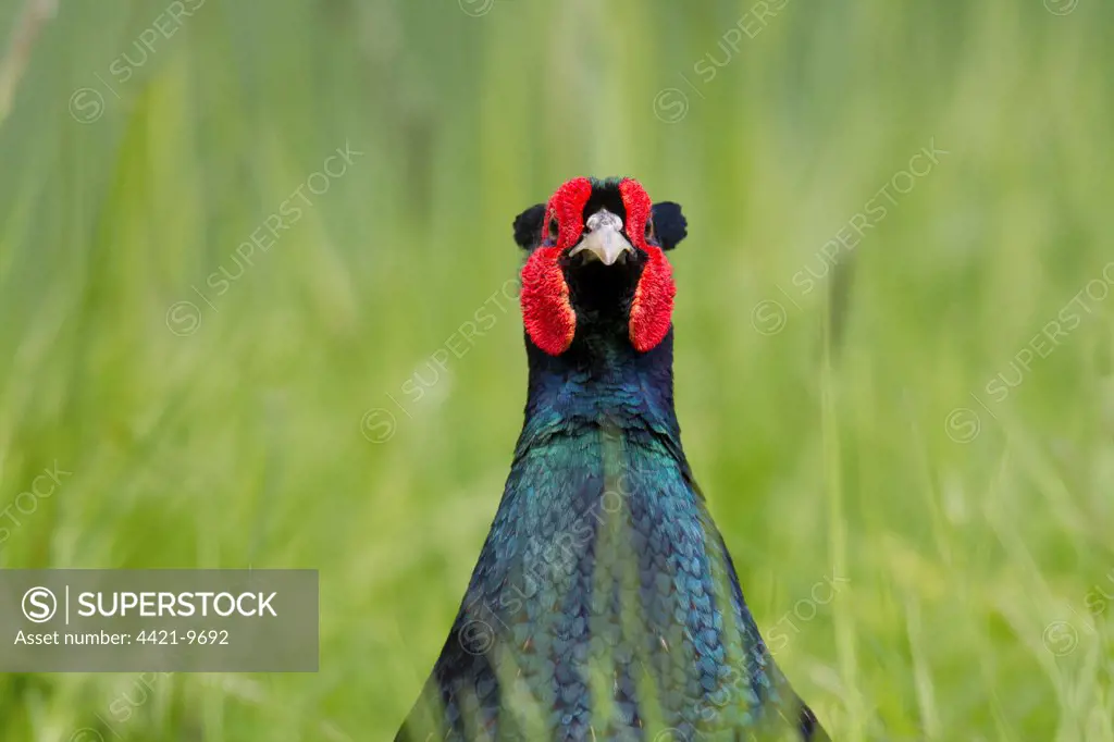 Common Pheasant (Phasianus colchicus) dark form, adult male, close-up of head and chest, standing amongst grass, Berwickshire, Scottish Borders, Scotland, may