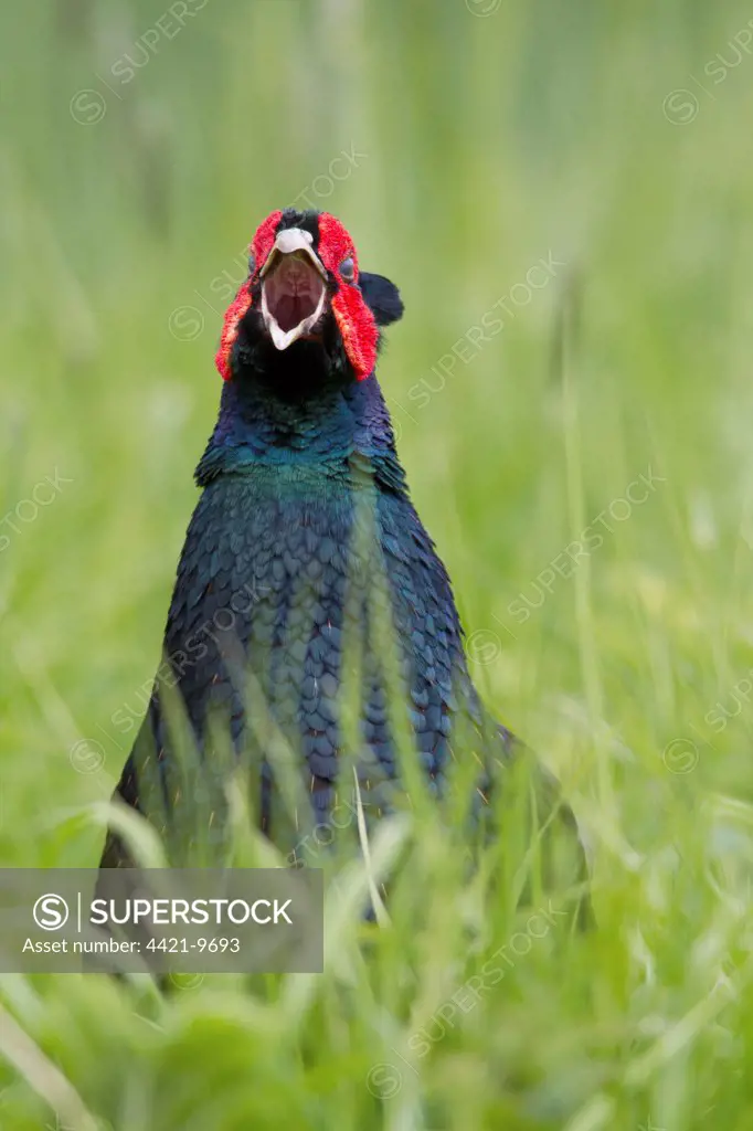 Common Pheasant (Phasianus colchicus) dark form, adult male, close-up of head and chest, calling, standing amongst grass, Berwickshire, Scottish Borders, Scotland, may