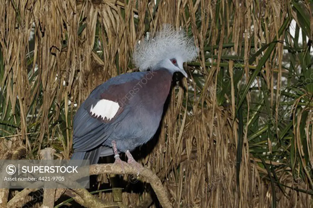 Blue Crowned-pigeon (Goura cristata) adult, perched on branch, Indonesia, march (captive)