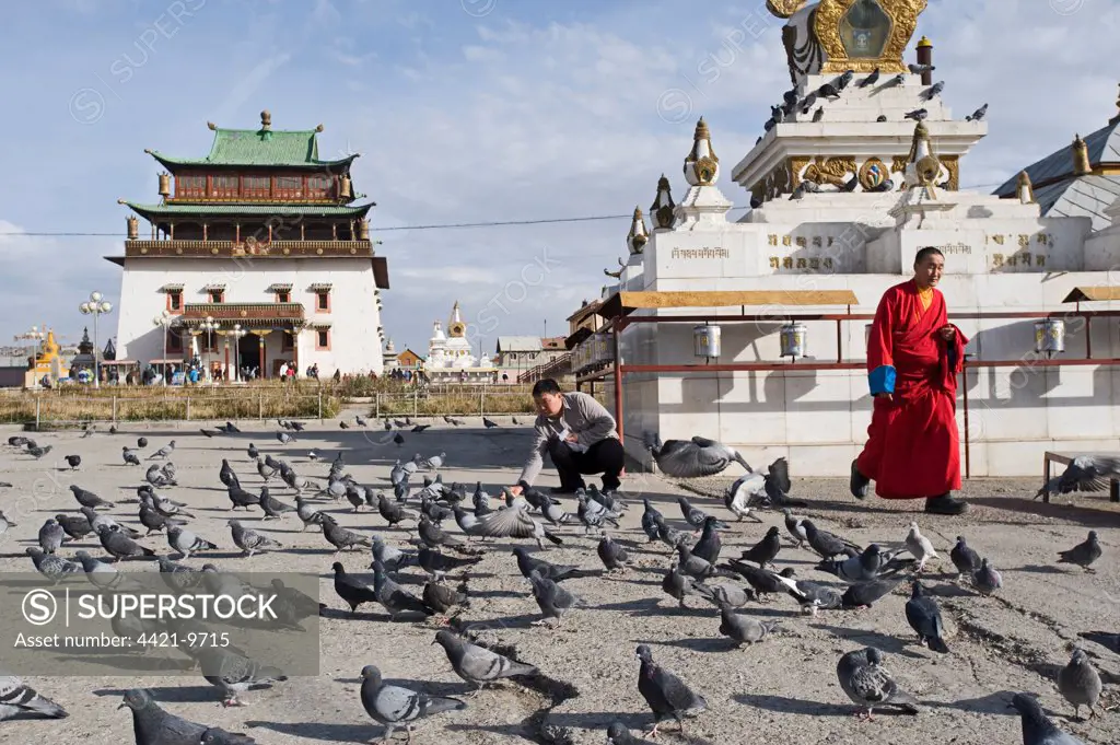 Feral Pigeon (Columba livia) flock, being fed in front of Buddhist monastery, Gandan Monastery, Ulan Bator, Mongolia, september