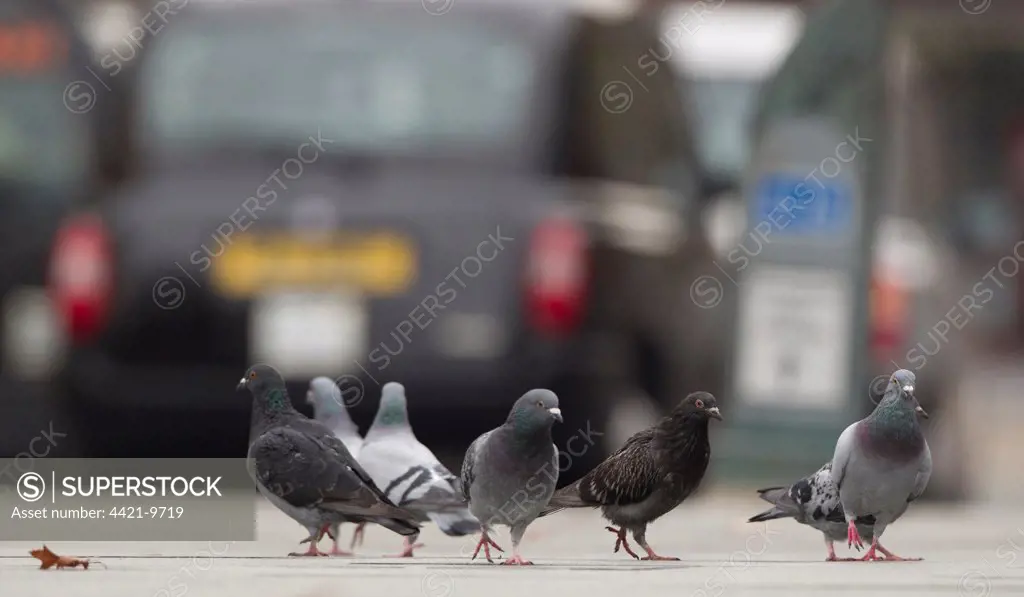 Feral Pigeon (Columba livia) flock, walking on pavement in city, Sheffield, South Yorkshire, England, october