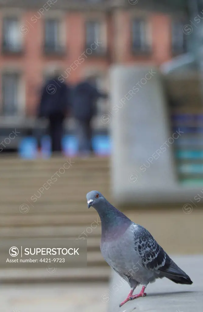Feral Pigeon (Columba livia) adult, standing on wall in city, Sheffield, South Yorkshire, England, october