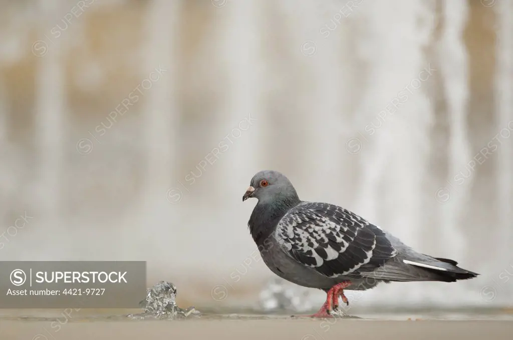 Feral Pigeon (Columba livia) adult, bathing in city centre fountain, Sheffield, South Yorkshire, England, december