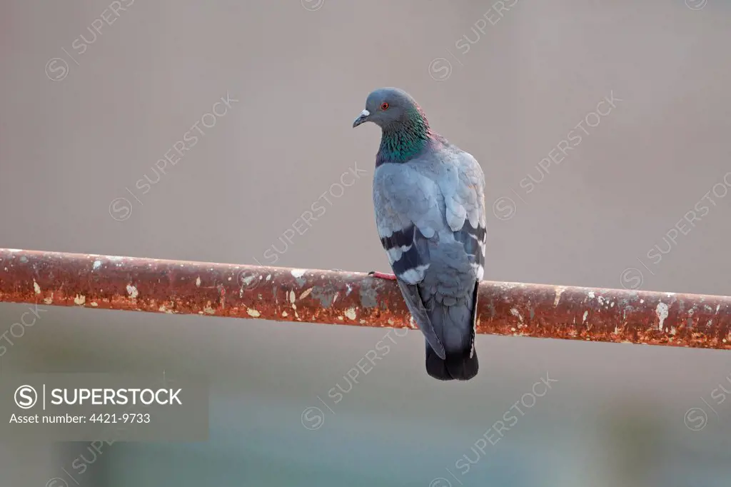 Feral Pigeon (Columba livia) adult, perched on metal pole, Delhi, India, november