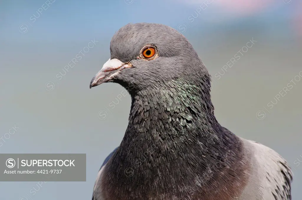 Feral Pigeon (Columba livia) adult, close-up of head, in city parkland, Regent's Park, London, England, april