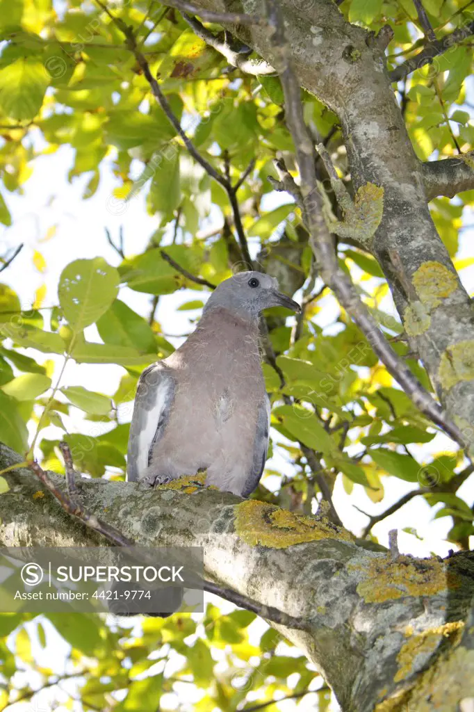 Wood Pigeon (Columbus palumbus) chick, recently fledged, on branch of Common Walnut (Juglans regia) in garden, Suffolk, England, september