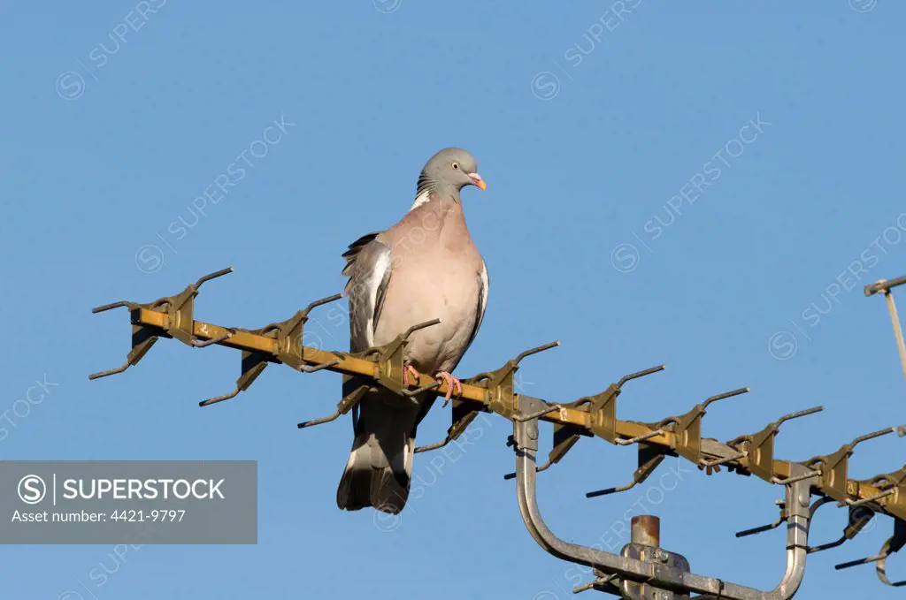 Wood Pigeon (Columbus palumbus) adult, perched on televison aerial in town, Holt, Norfolk, England, february