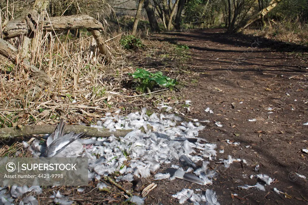 Wood Pigeon (Columbus palumbus) dead adult, killed and plucked by raptor, on woodland path, Lackford Lakes Nature Reserve, Suffolk, England, march