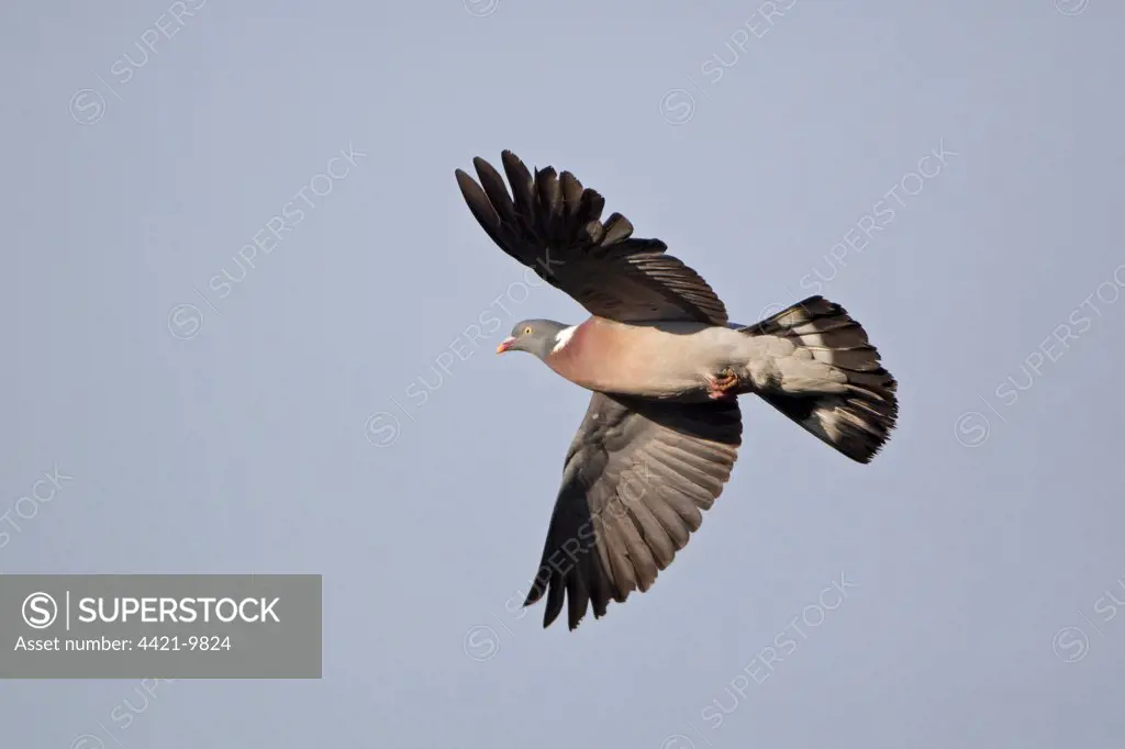 Wood Pigeon (Columba palumbus) adult, in flight, Minsmere RSPB Reserve, Suffolk, England, june