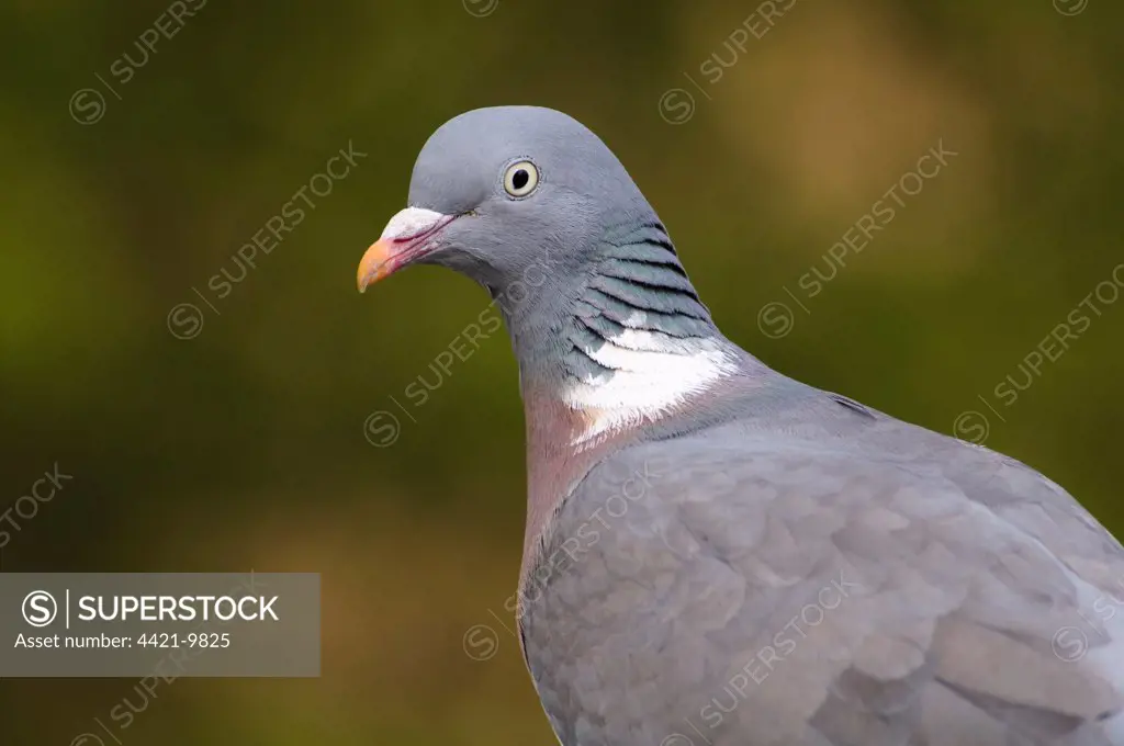 Wood Pigeon (Columba palumbus) adult, close-up of head and shoulders, Regent's Park, London, England, april
