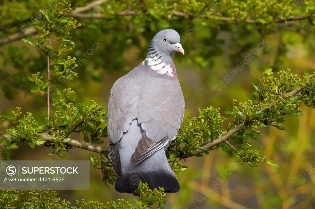 Wood Pigeon (Columba palumbus) adult, perched on branch, Regent's Park, London, England, april