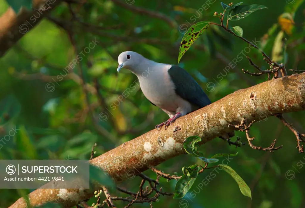 Green Imperial Pigeon (Ducula aenea) adult male, perched on branch, Sri Lanka, december