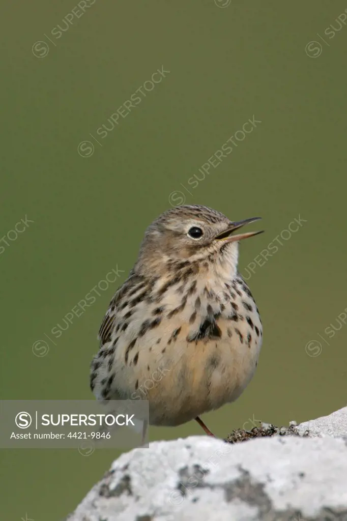 Meadow Pipit (Anthus pratensis) adult, singing, perched on rock, England