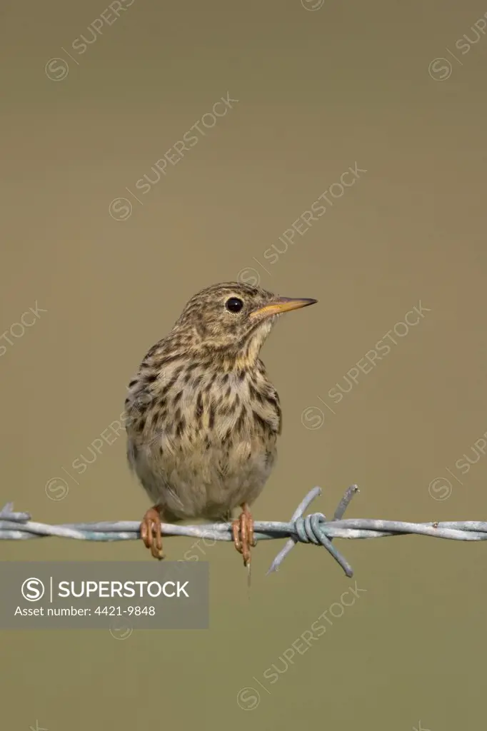 Meadow Pipit (Anthus pratensis) juvenile, perched on barbed wire, Salthouse, Norfolk, England