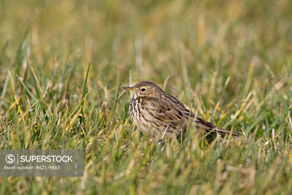 Meadow Pipit (Anthus pratensis) adult, standing in grass, Suffolk, England, february