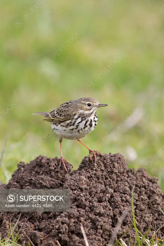 Meadow Pipit (Anthus pratensis) adult, standing on molehill, Suffolk, England, april