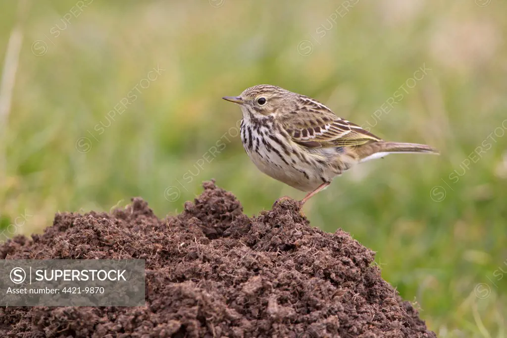 Meadow Pipit (Anthus pratensis) adult, standing on molehill, Suffolk, England, april