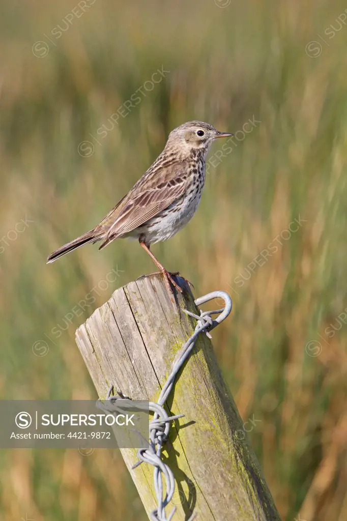 Meadow Pipit (Anthus pratensis) adult, perched on post, Suffolk, England, april