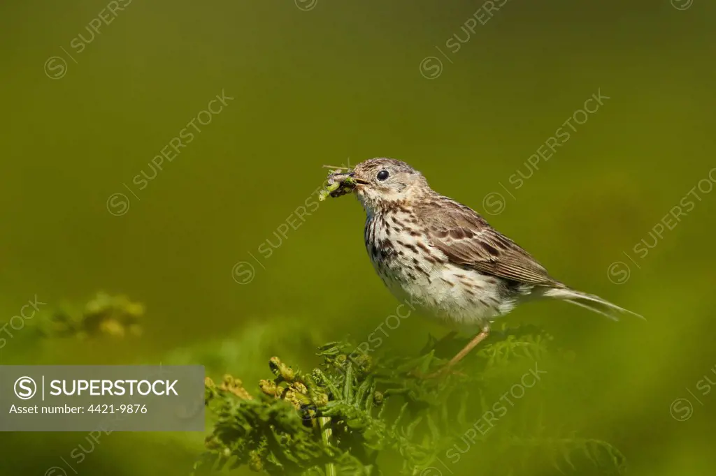 Meadow Pipit (Anthus pratensis) adult, with insects in beak, perched on bracken, collecting food for young at nearby nest, Pembrokeshire, Wales, july