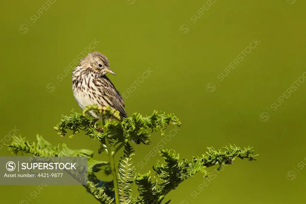 Meadow Pipit (Anthus pratensis) adult, looking inquisitively downwards, perched on bracken, Pembrokeshire, Wales, july