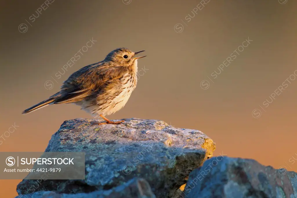 Meadow Pipit (Anthus pratensis) adult, singing, perched on drystone wall in late evening sunlight, Lammermuir Hills, Scottish Borders, Scotland, may